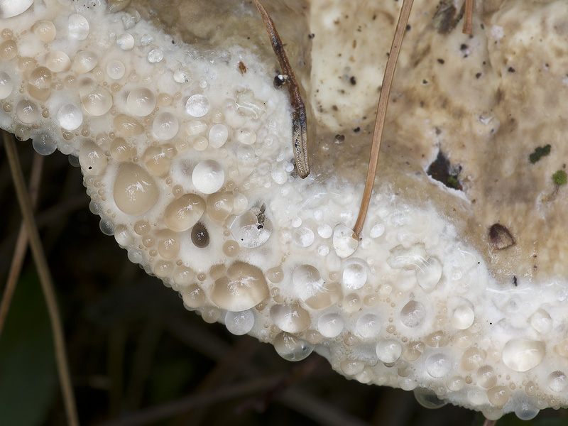 Oligoporus guttulatus